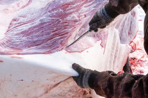 Best Skinning Knives for Deer, Elk & Wild Game in 2022